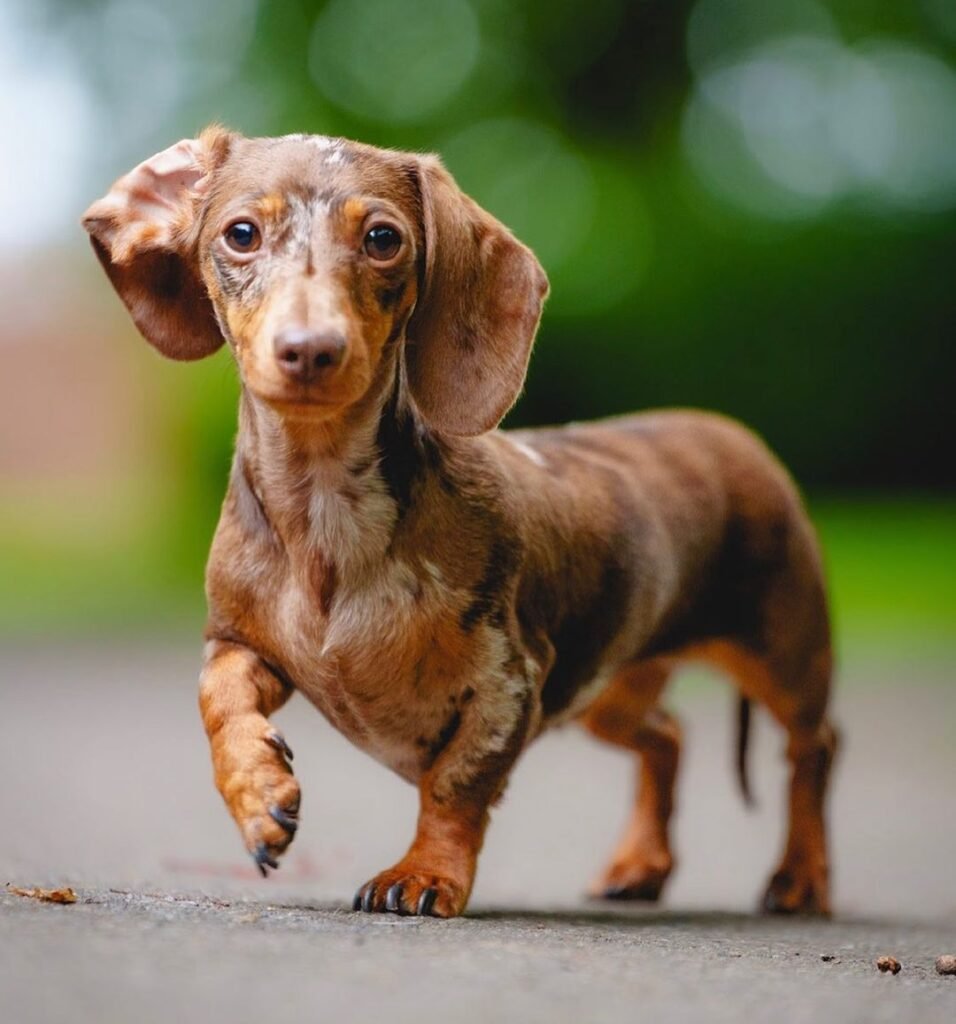Dachshund Puppies for Sale USA, Buy Dachshund Puppies Online