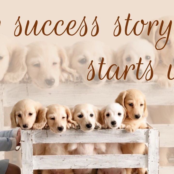 Miniature Dachshund Puppies for Sale, Buy Doxie puppies online