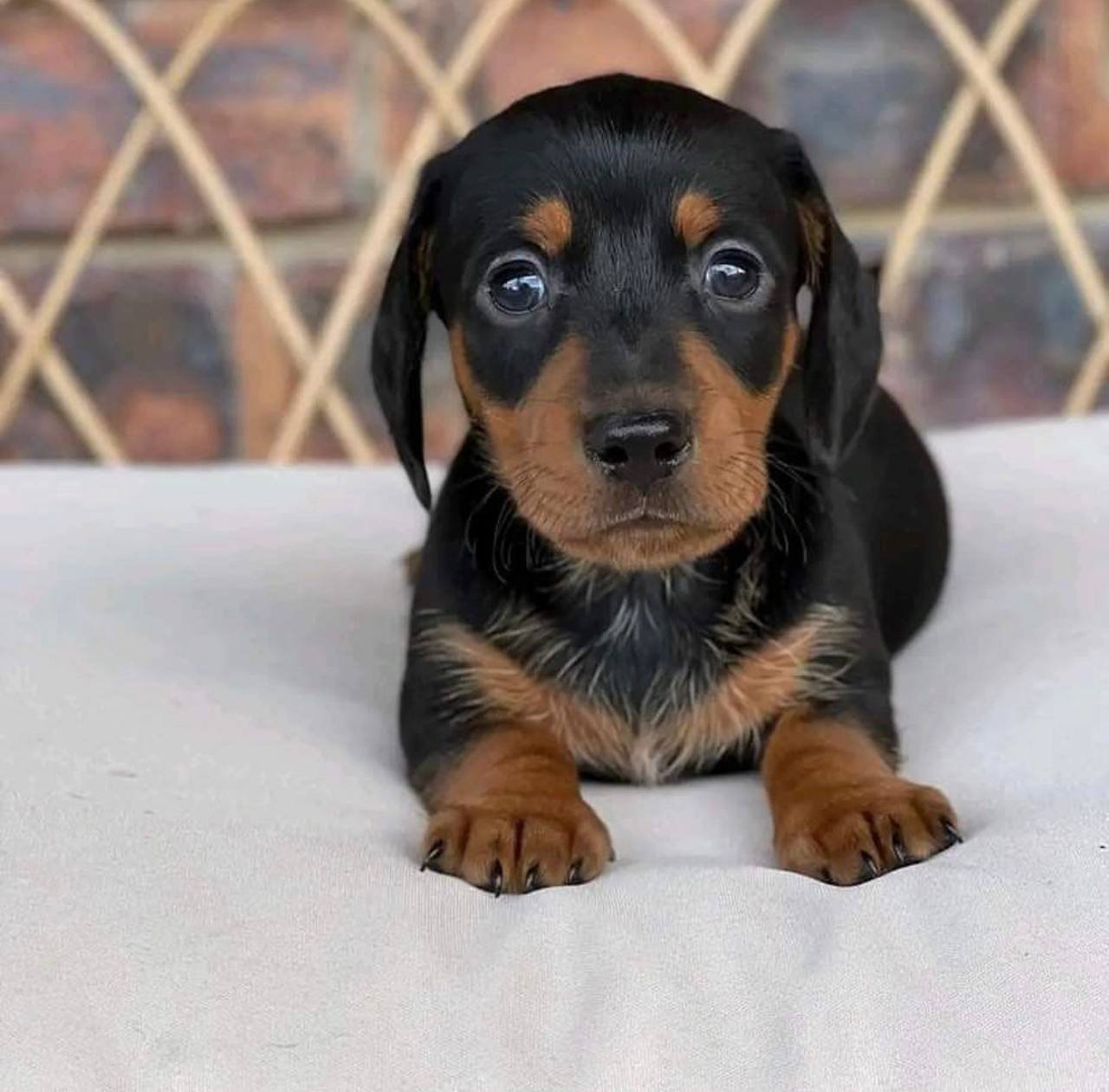 Mini dachshund for sale, Miniature dachshund for sale Mini dachshund for sale, Miniature dachshund for sale