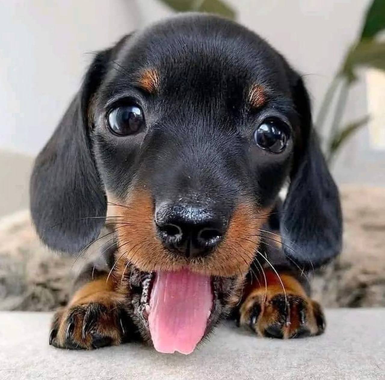 Mini dachshund for sale, Miniature dachshund for sale Mini dachshund for sale, Miniature dachshund for sale