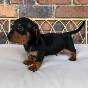 Mini dachshund for sale, Miniature dachshund for sale