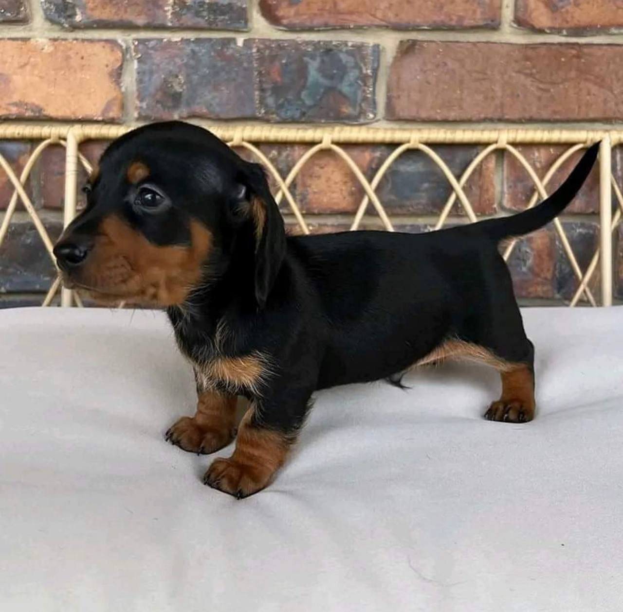 Mini dachshund for sale, Miniature dachshund for sale Mini dachshund for sale, Miniature dachshund for sale