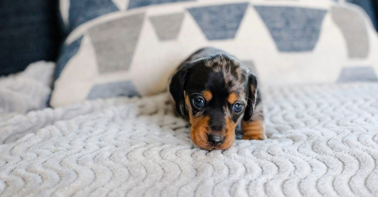 WhatsApp Image 2025-12-15 at 9.11.20 AM (1)