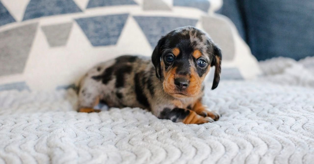 WhatsApp Image 2025-12-15 at 9.11.20 AM (2)