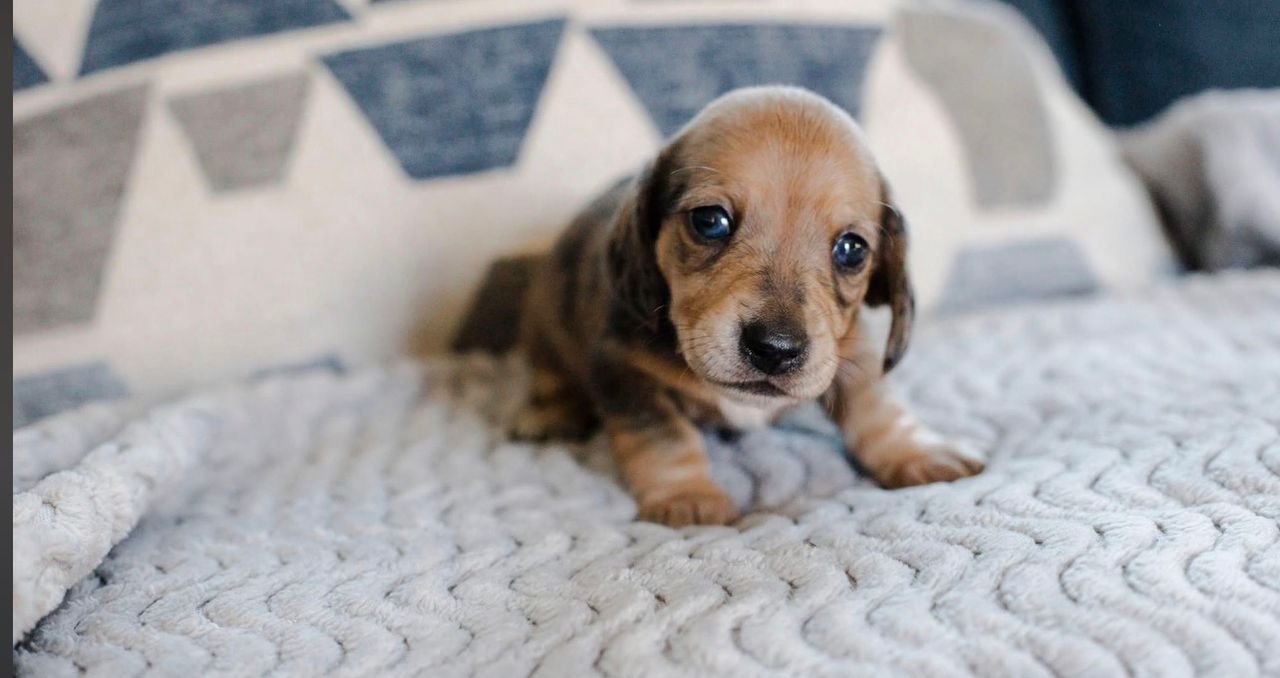 WhatsApp Image 2025-12-15 at 9.11.54 AM (1)