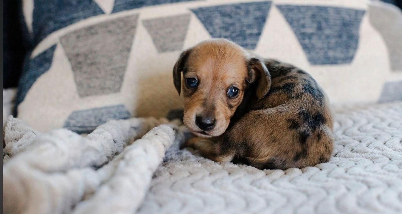 WhatsApp Image 2025-12-15 at 9.11.54 AM