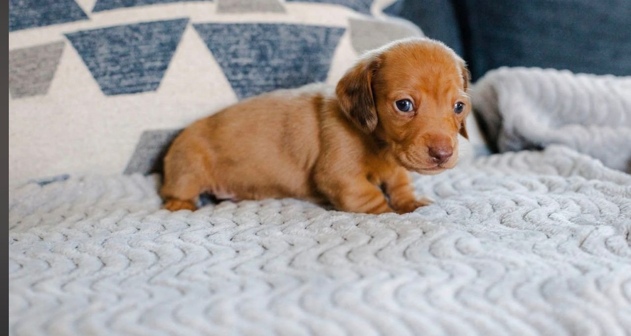 WhatsApp Image 2025-12-15 at 9.11.55 AM (3)