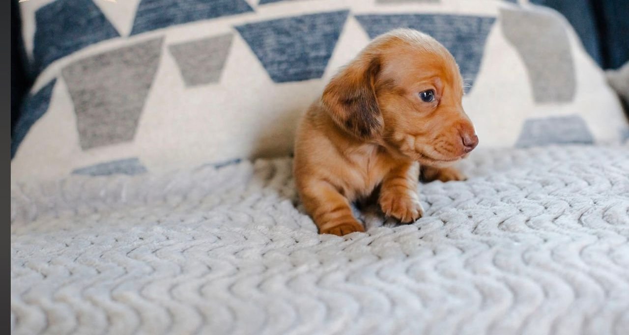 WhatsApp Image 2025-12-15 at 9.11.55 AM (4)