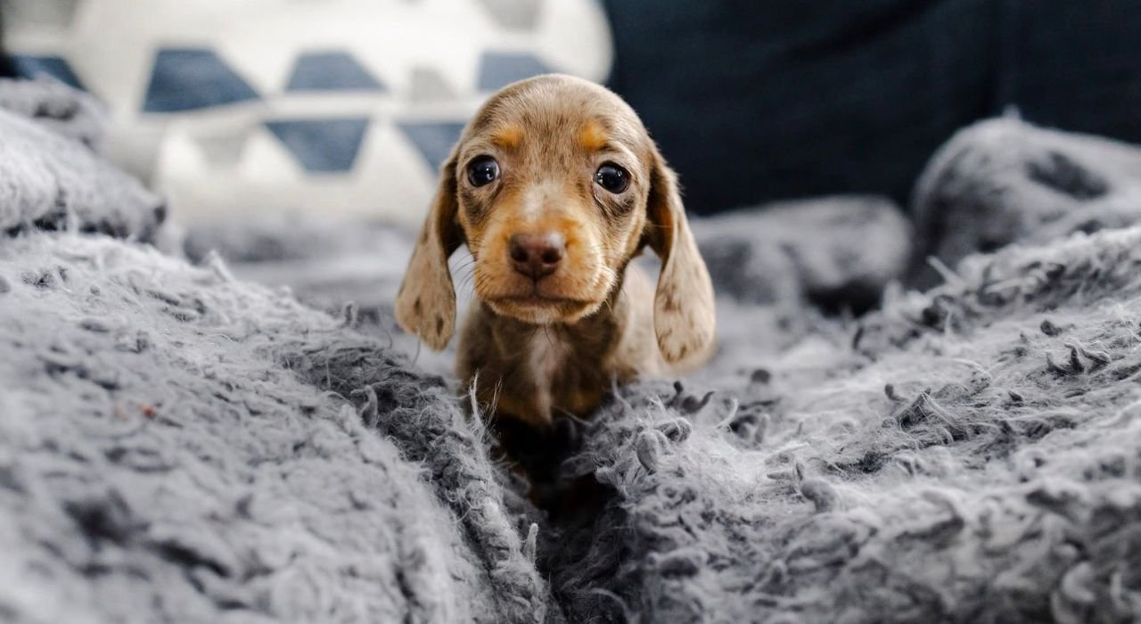 WhatsApp Image 2025-12-15 at 9.12.16 AM (1)