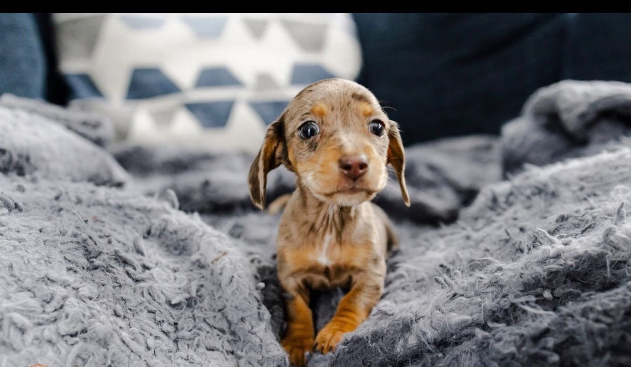 WhatsApp Image 2025-12-15 at 9.12.16 AM