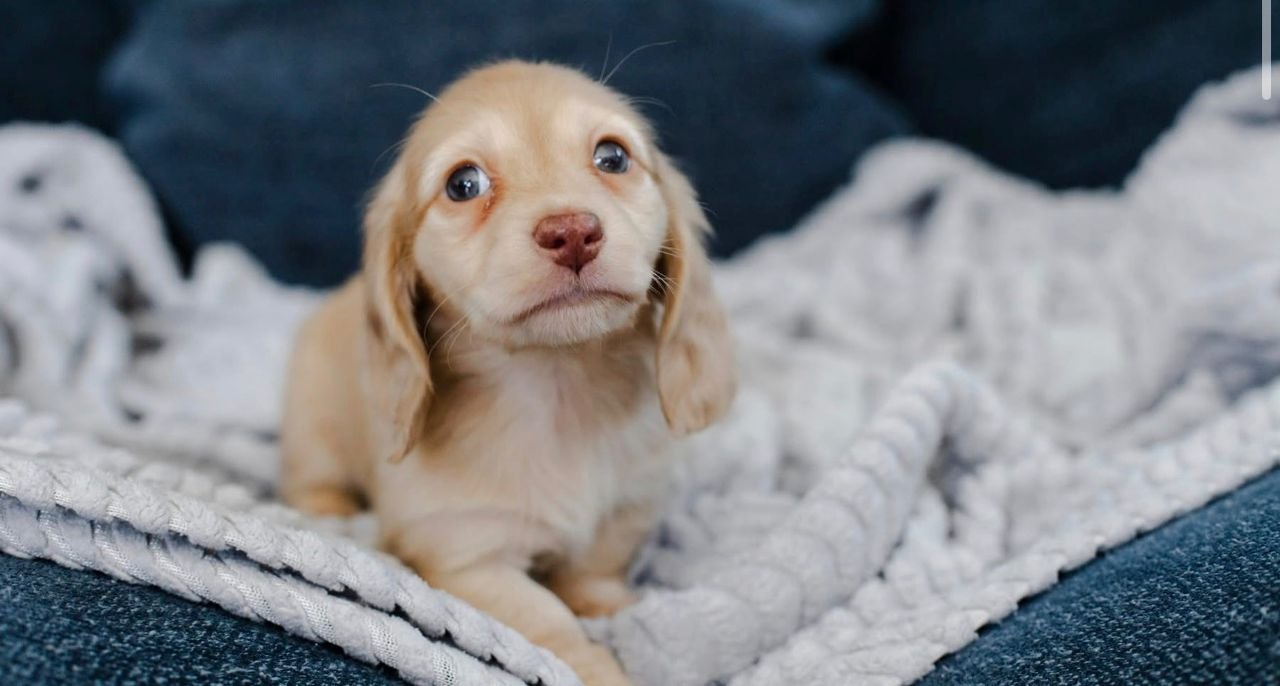 WhatsApp Image 2025-12-15 at 9.12.41 AM