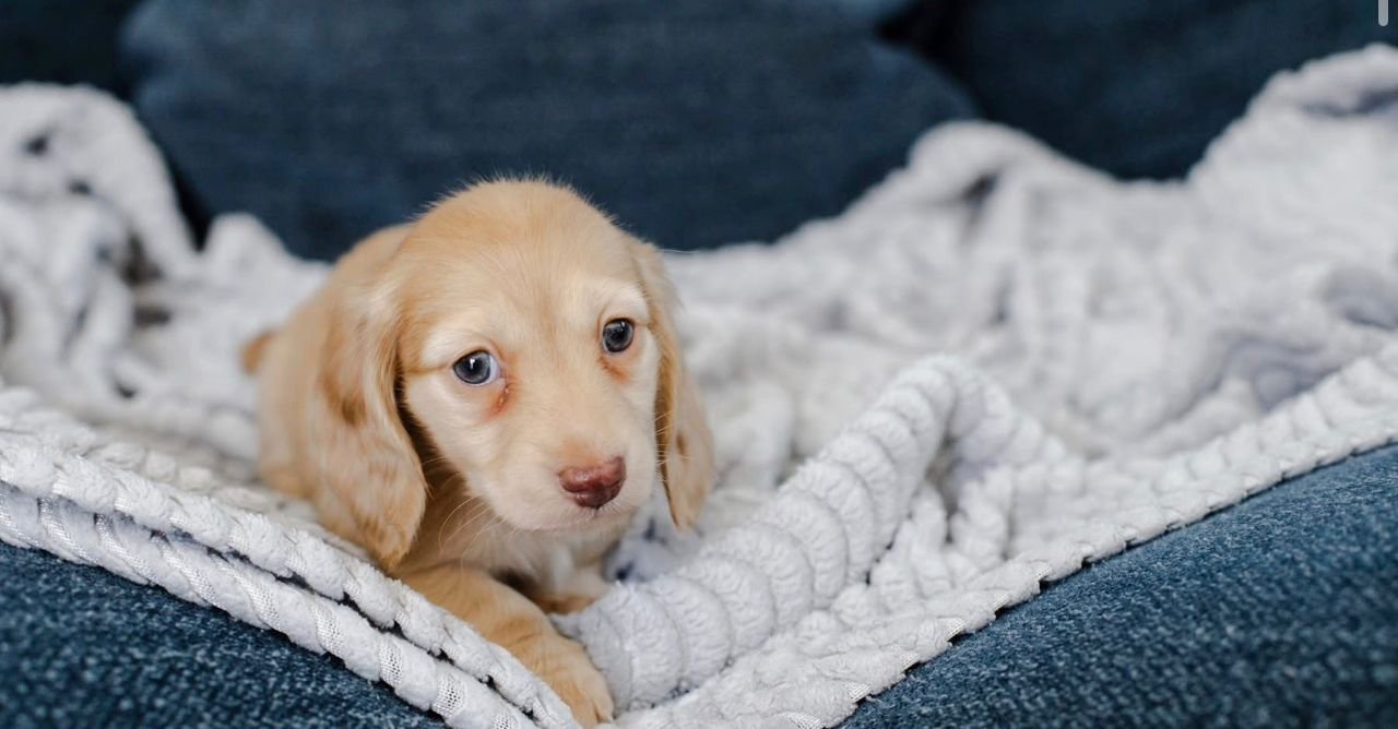 WhatsApp Image 2025-12-15 at 9.12.42 AM (1)