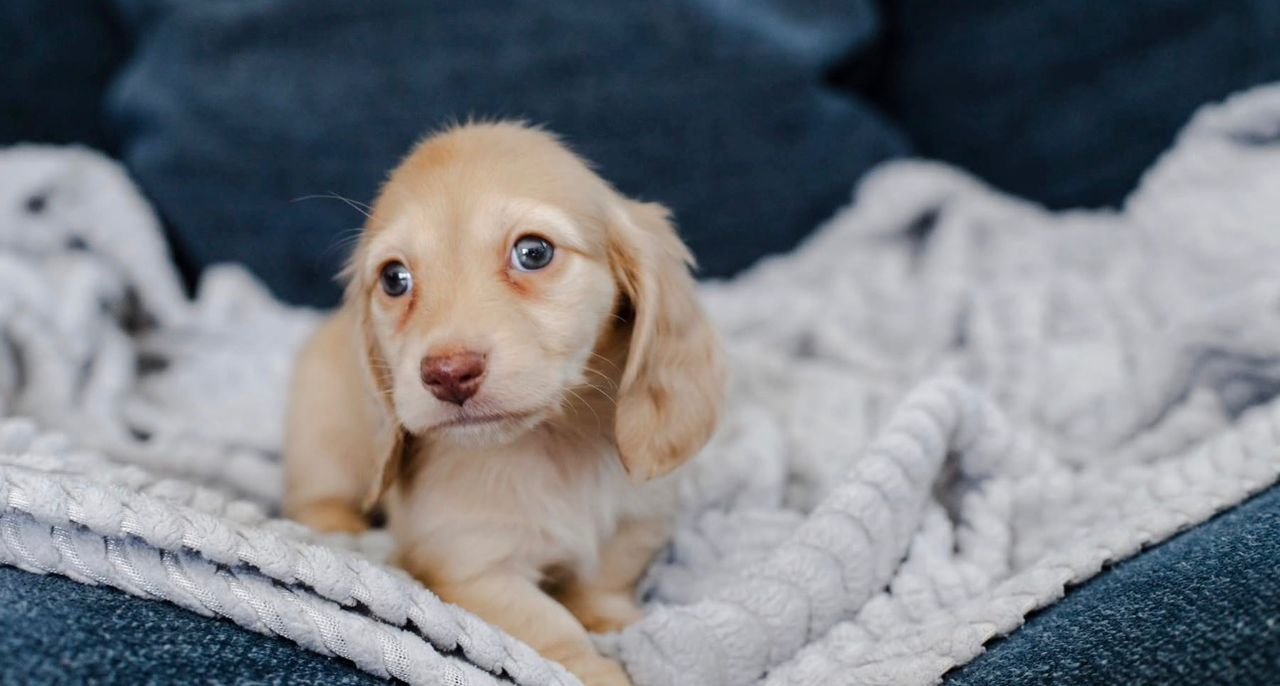 WhatsApp Image 2025-12-15 at 9.12.42 AM