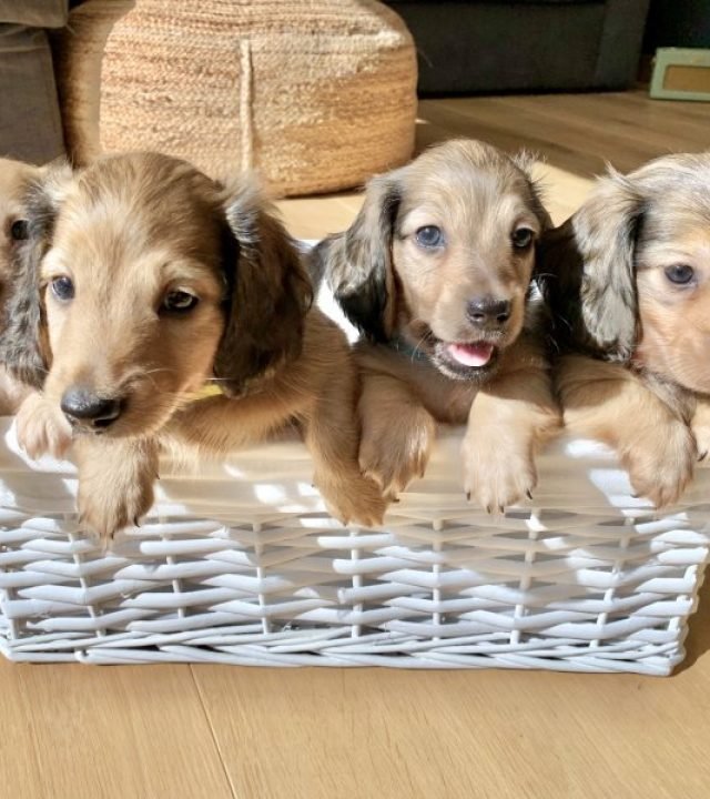 Mini Dachshund Puppies for Sale, Buy Quality Doxiepoo Puppies